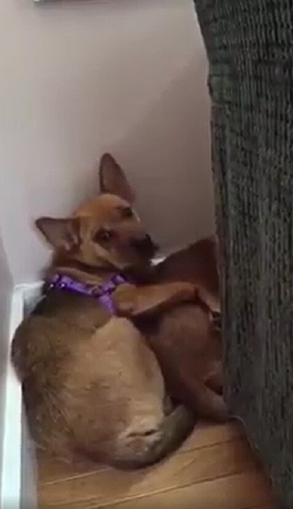 New York Group Saves Terrified Dogs Found Hiding In Forest, Hoping For A Second Chance
