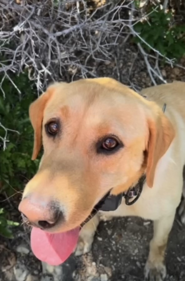 Utah Dog’s Bark Leads Rescuers To Woman With Dementia Lost In Wilderness