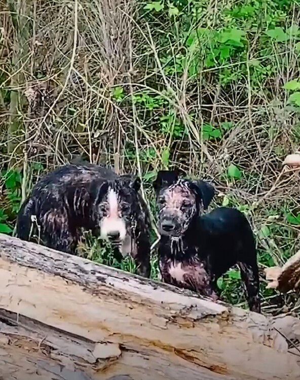 Forest Walk Turns Into Surprise As Texas Man Spots Eyes In Shadows And Finds Out Who Was Hiding