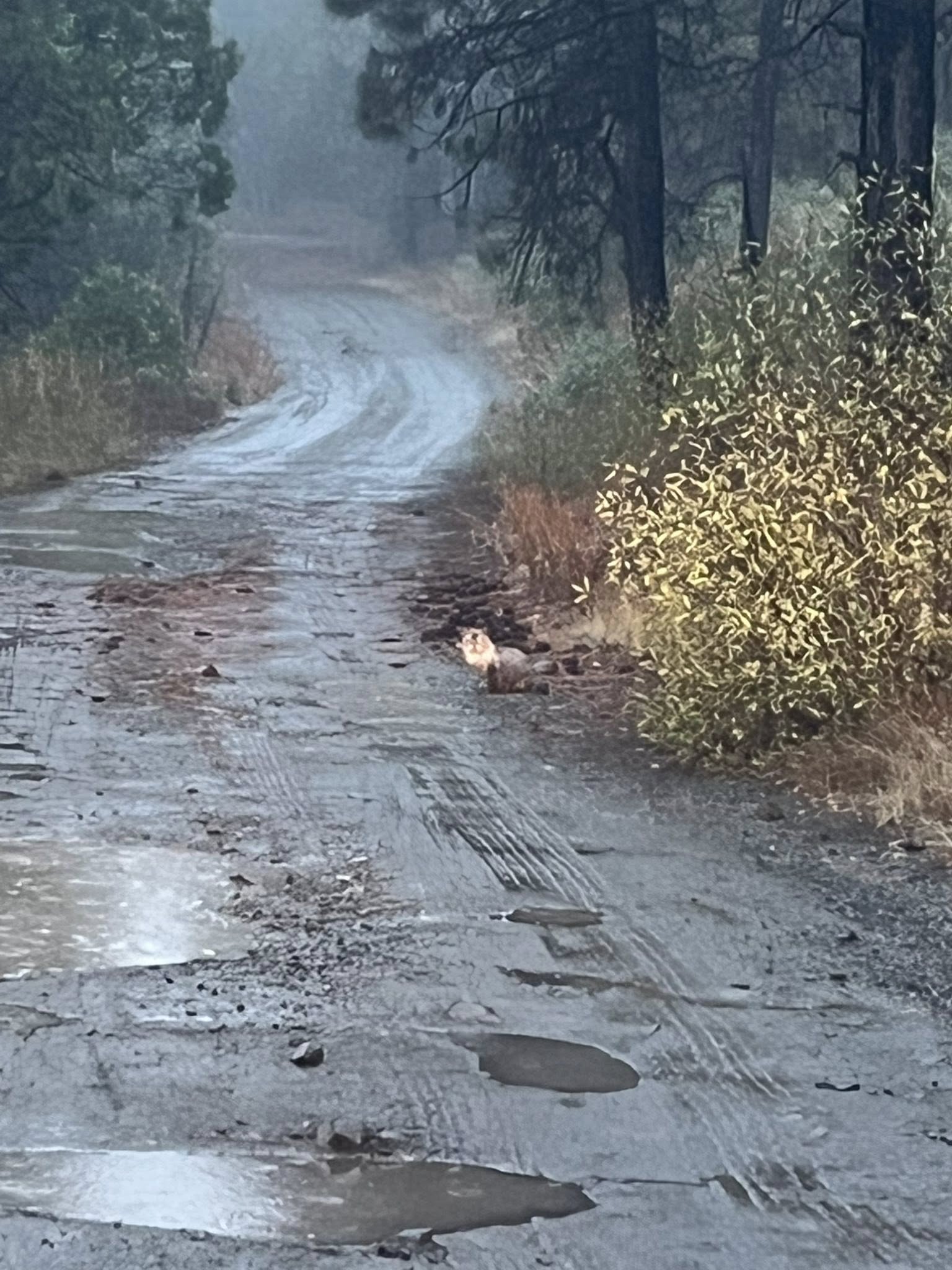Northern Carolina Driver Was Shocked To Notice A Mysterious Creature Staring Back At Him On The Rainy Road