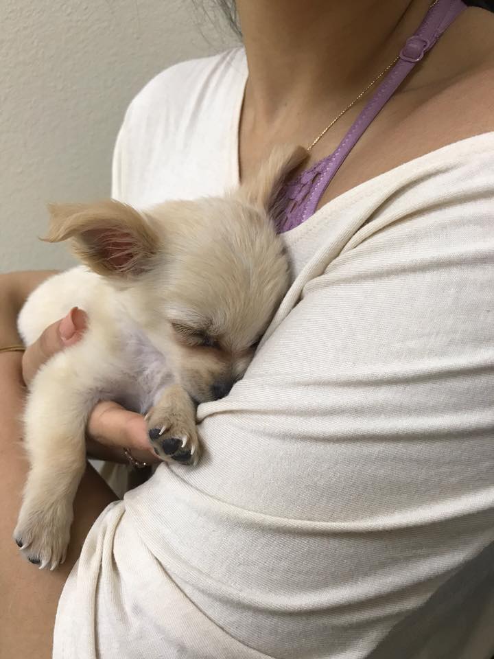 Pup Discovered In Nevada Airport Restroom With Note That Reveals Owner’s Painful Goodbye