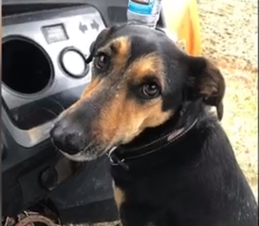 California Dog Surprises Owner By Carrying A Tiny Forest Animal Into Her Yard