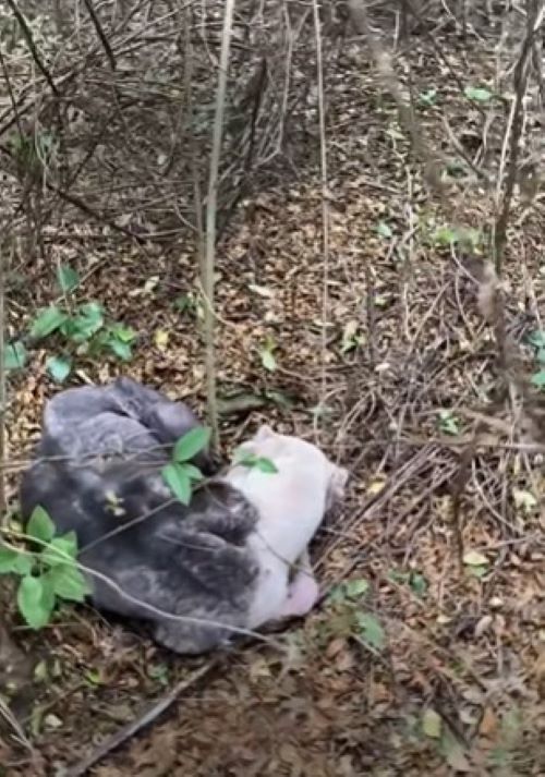 Mississippi Dog Found Curled Up In The Woods Wasn’t Aggressive, She Was Barely Surviving