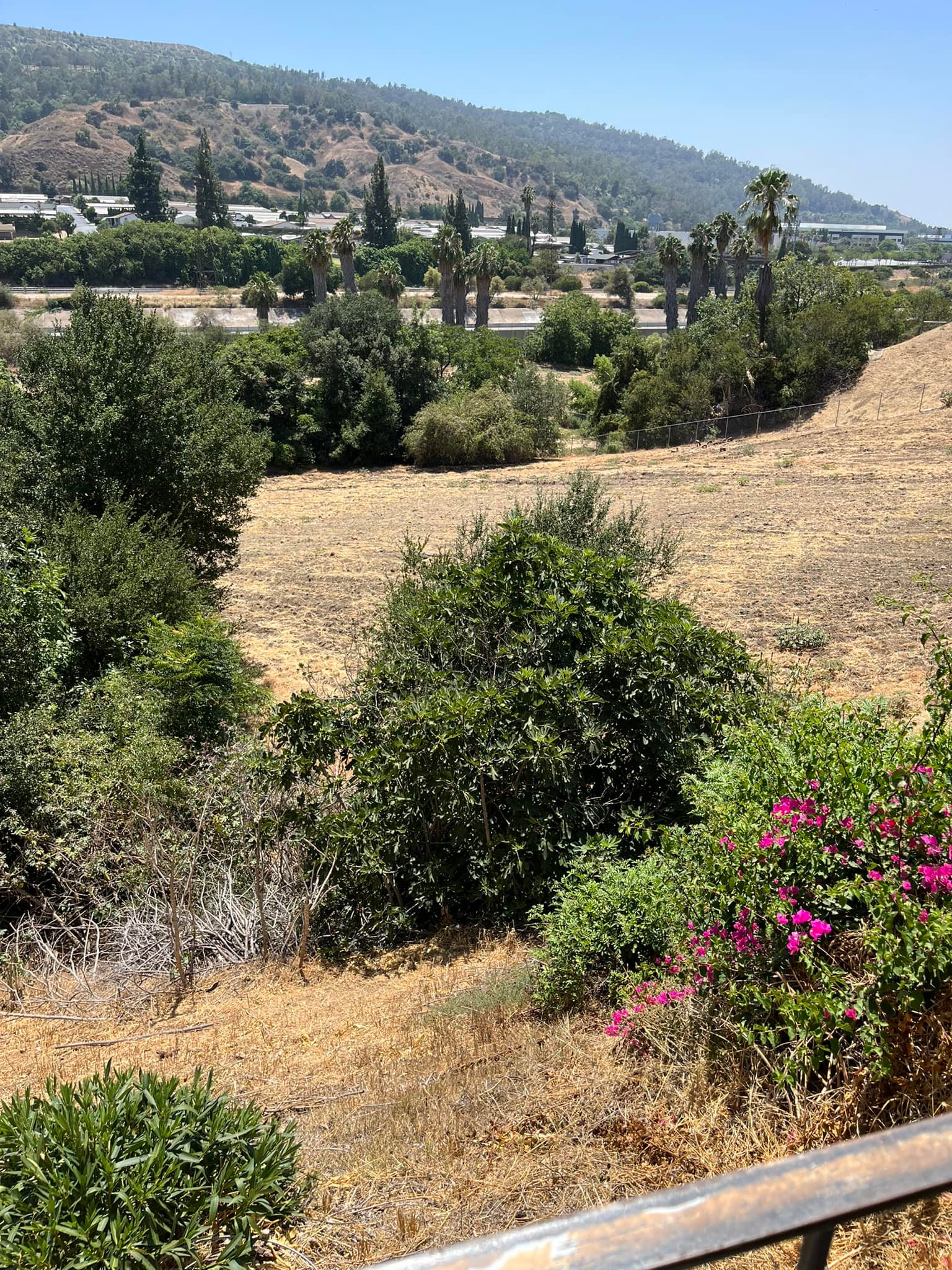 California Woman On A Quiet Walk Encounters A Surprising Animal Watching From The Hillside
