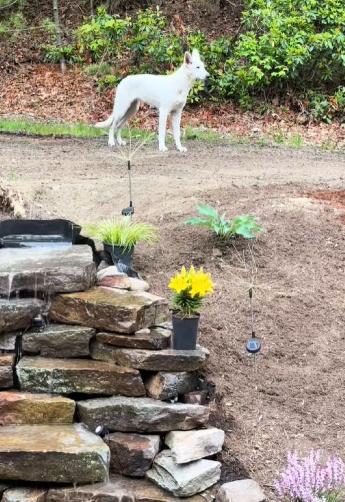 Camera Caught A Mysterious Dog Wandering Around The House, So Massachusetts Woman Intervened