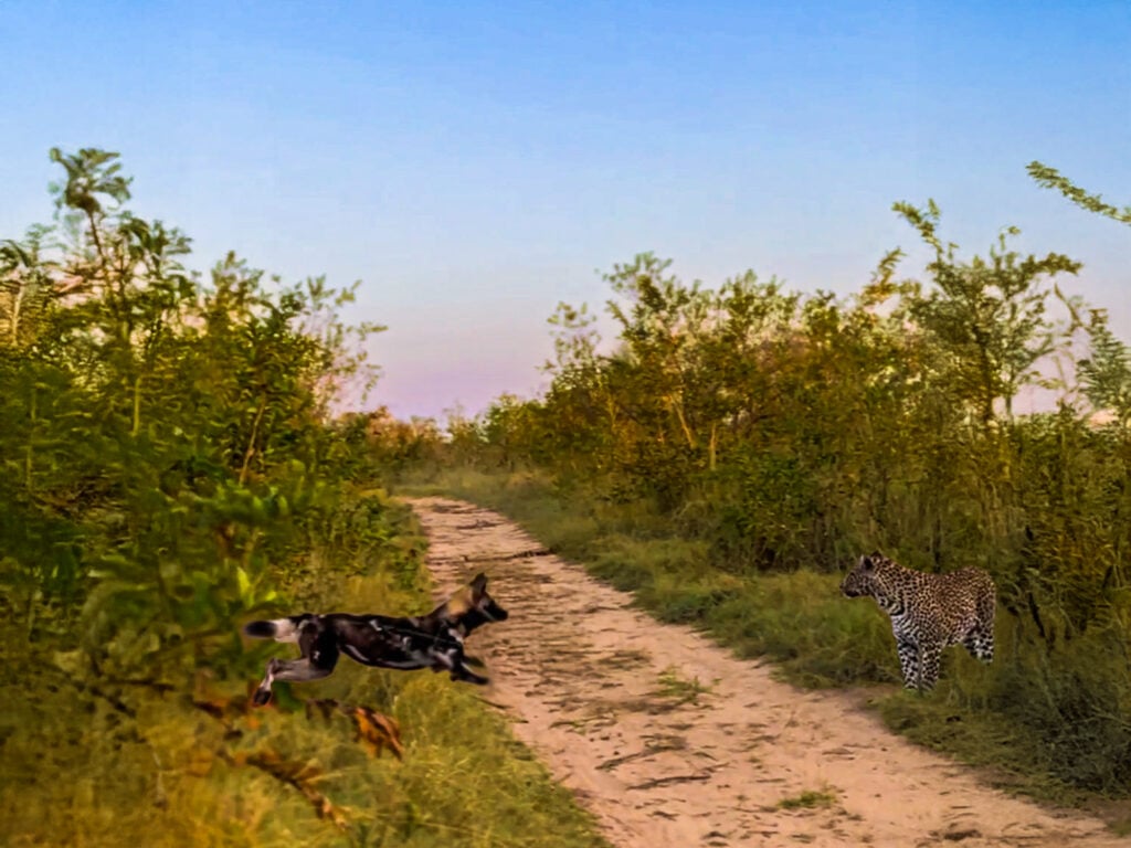 Wild Dogs Chase Leopard During Hunt