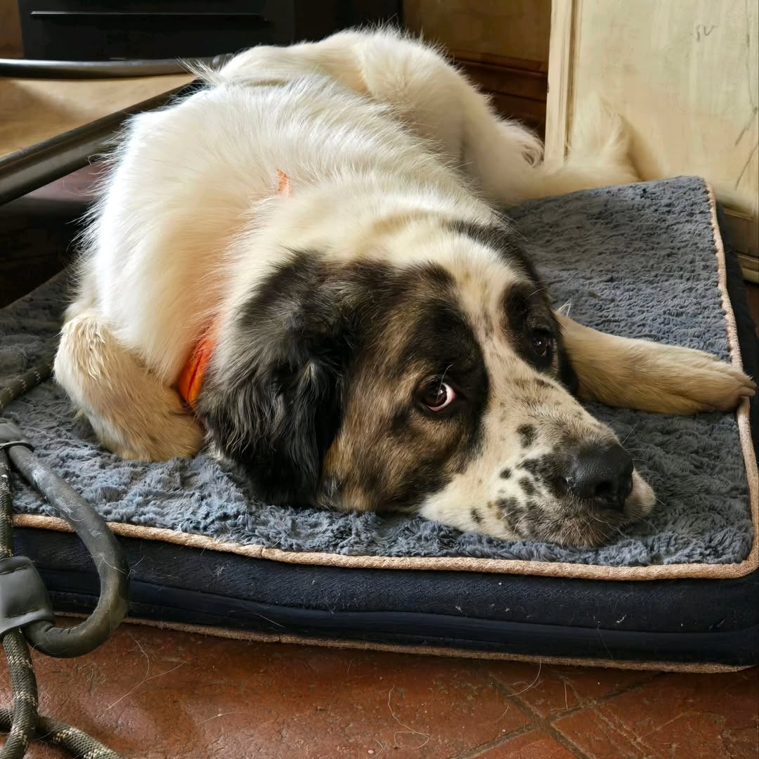 For Years, A Colorado Family Searched For Their Missing Dog And What They Found Took Their Breath Away