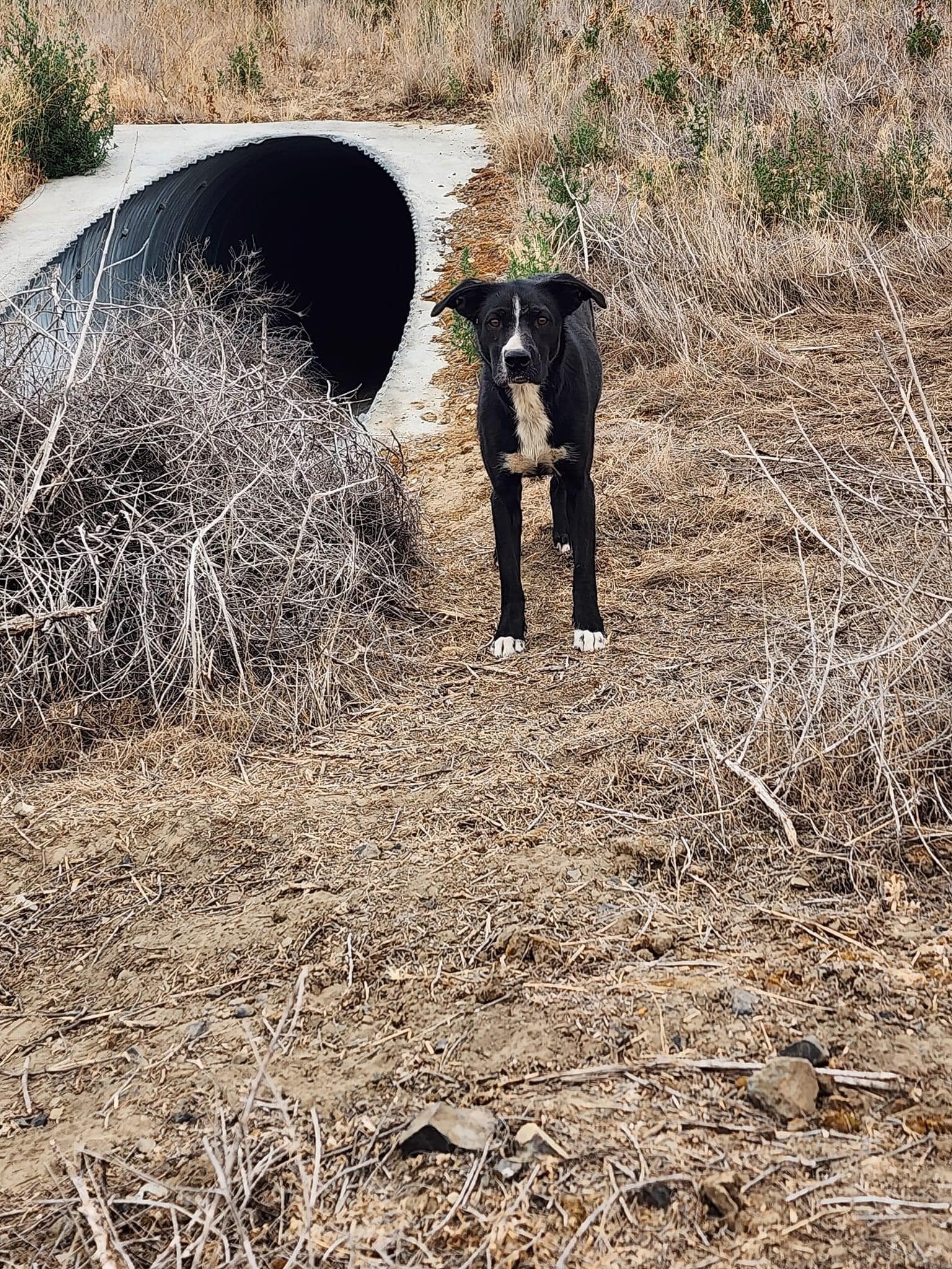 Three Abandoned Dogs In Washington Wilderness Take Shelter In A Pipe, Hoping Rescue Is Near
