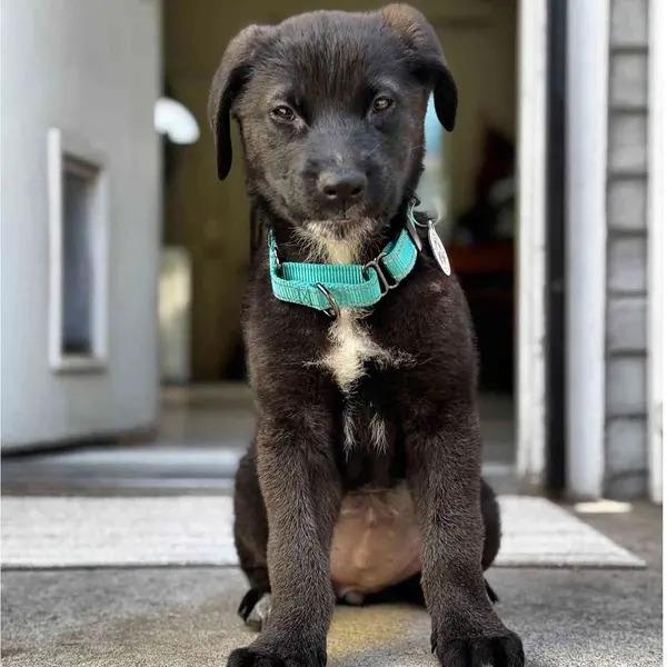 California Family Forced To Say Goodbye To Puppy After Losing Their Home In Wildfire