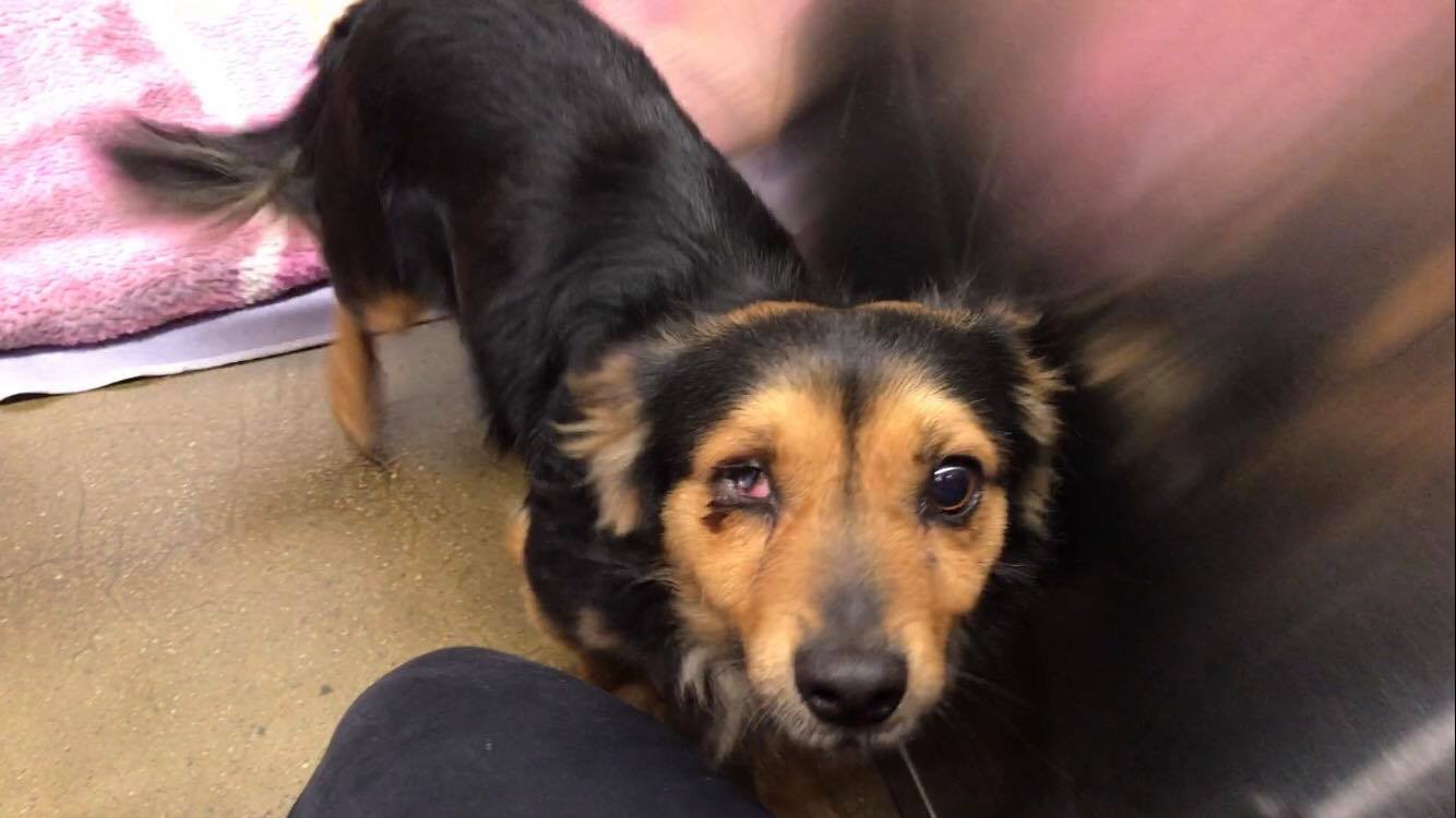 Rescuers In California Stunned When Lost Dog’s Family Says They Don’t Want Him