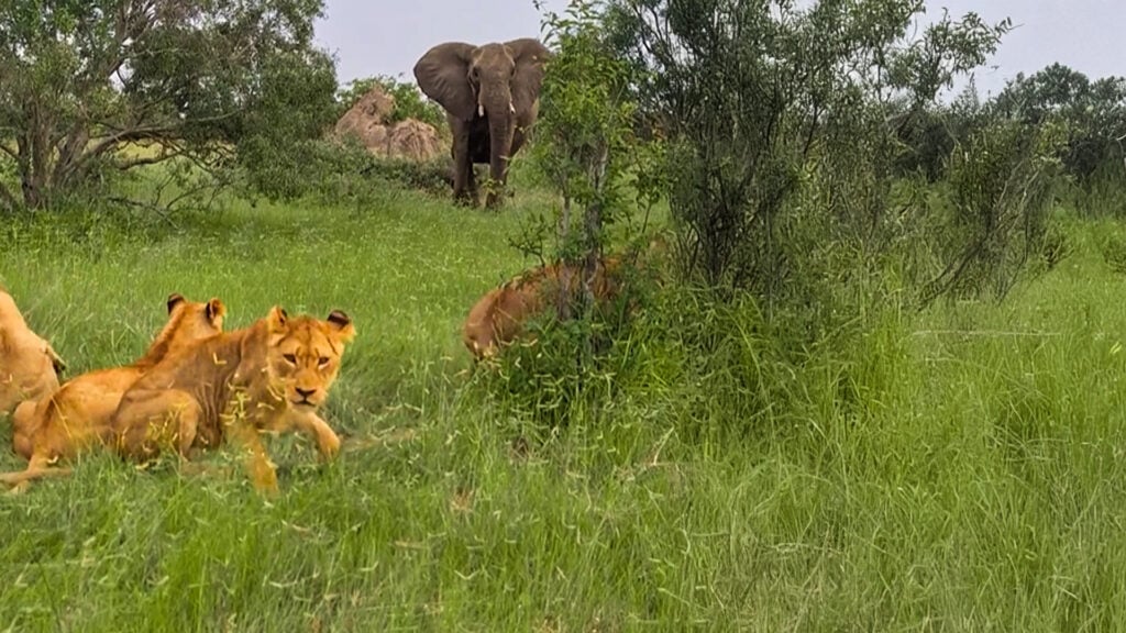 Elephant Cow Charges In To Scare Off Lions