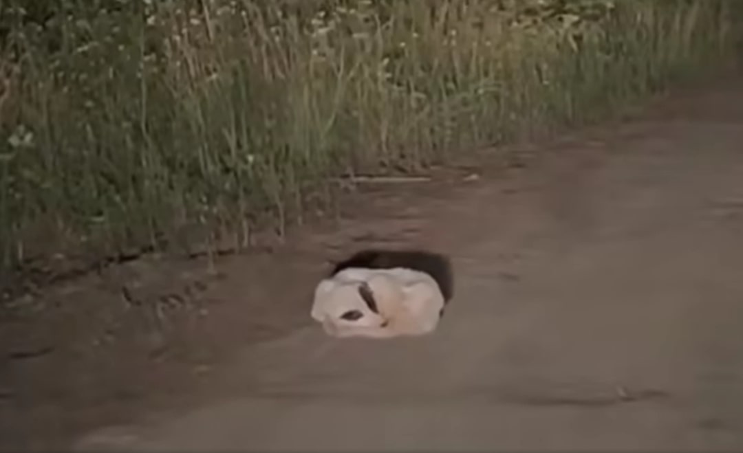 Camper Stumbles Upon What Looks Like A White Lump On Oregon Road, Until He Realizes It’s Alive