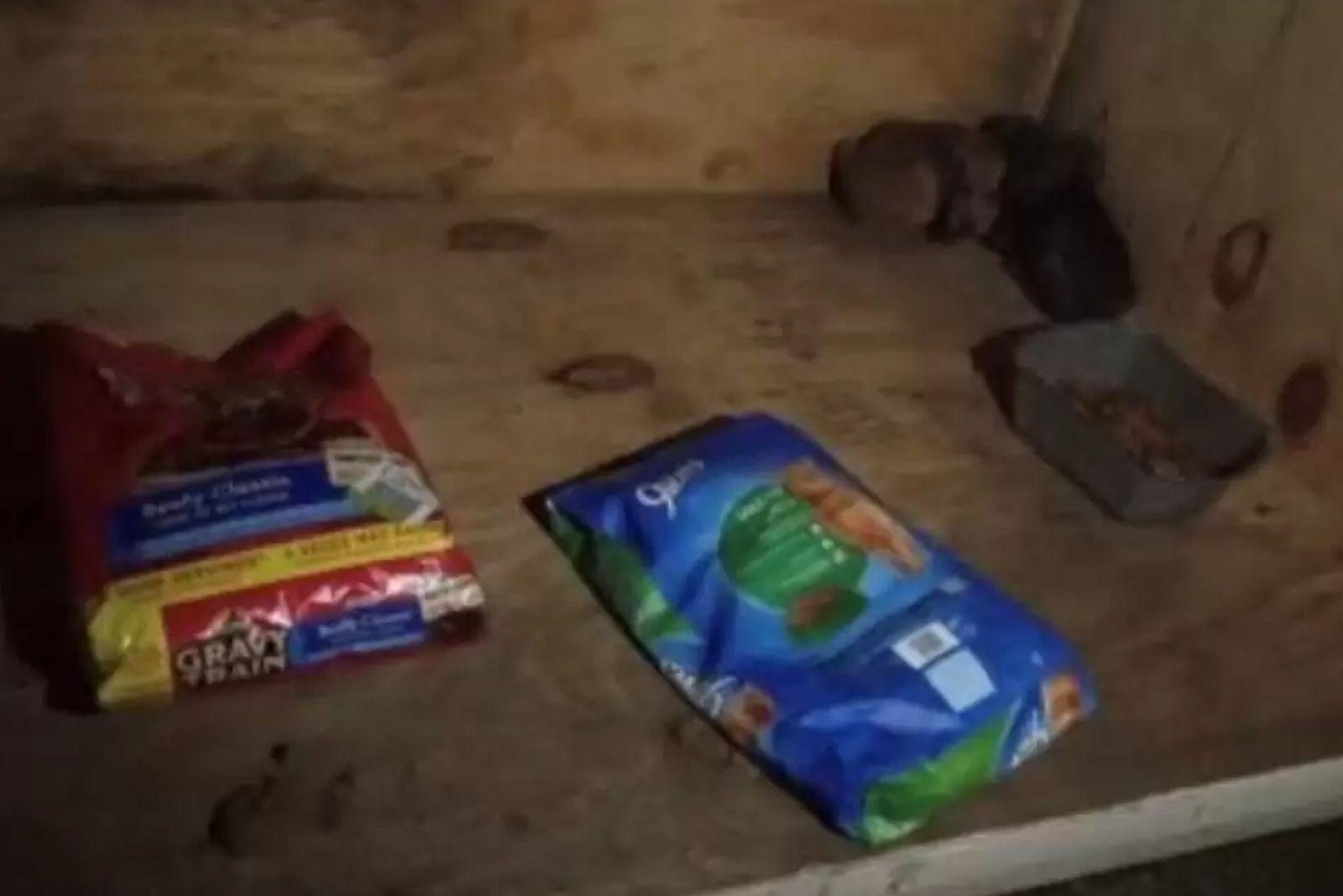 Georgia Shelter Workers Expect Kibble, Find A Heart-Tugging Surprise In Donation Box Instead