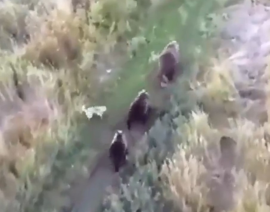 California Drone Search Takes Shocking Turn As Missing Husky Is Found Surrounded By Bears