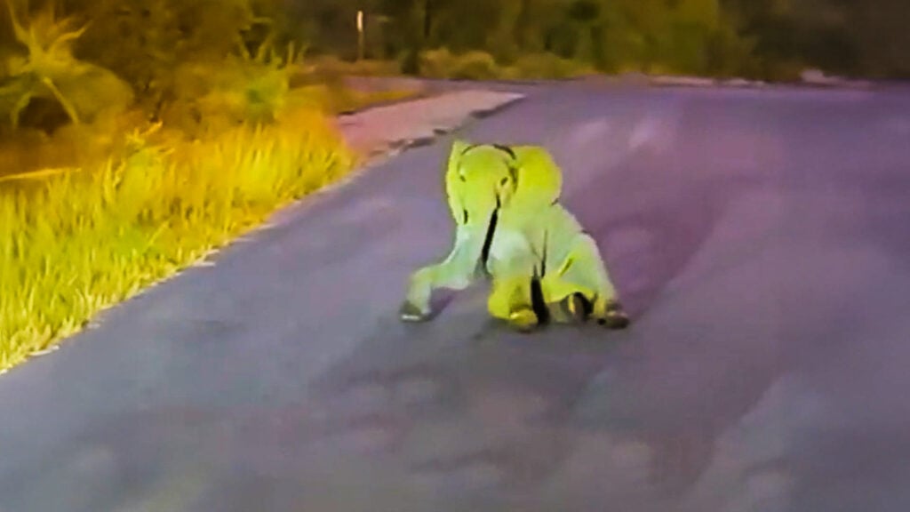 Baby Elephant Throws Roadside Tantrum