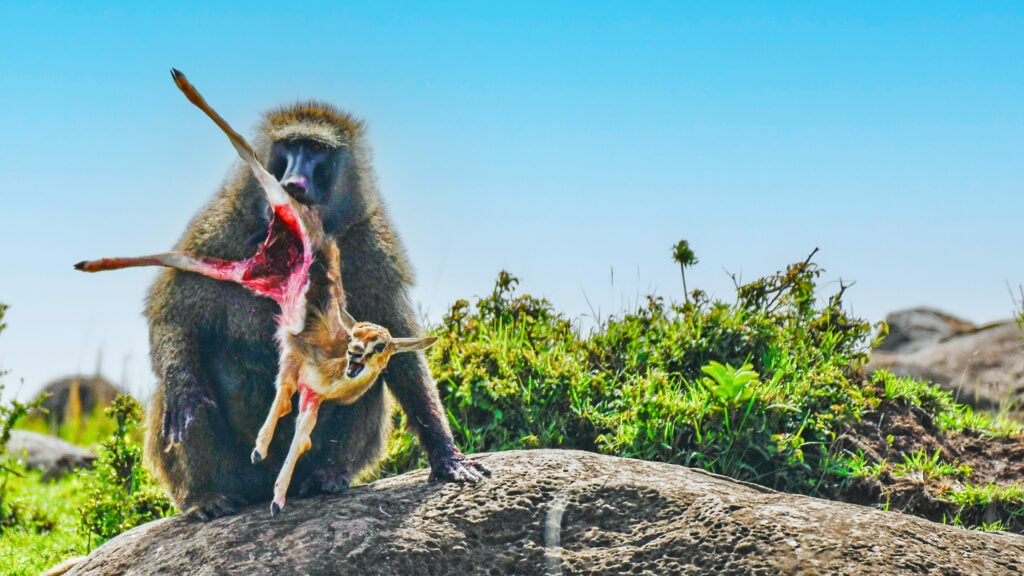 Baboon Brutally Kills Baby Gazelles