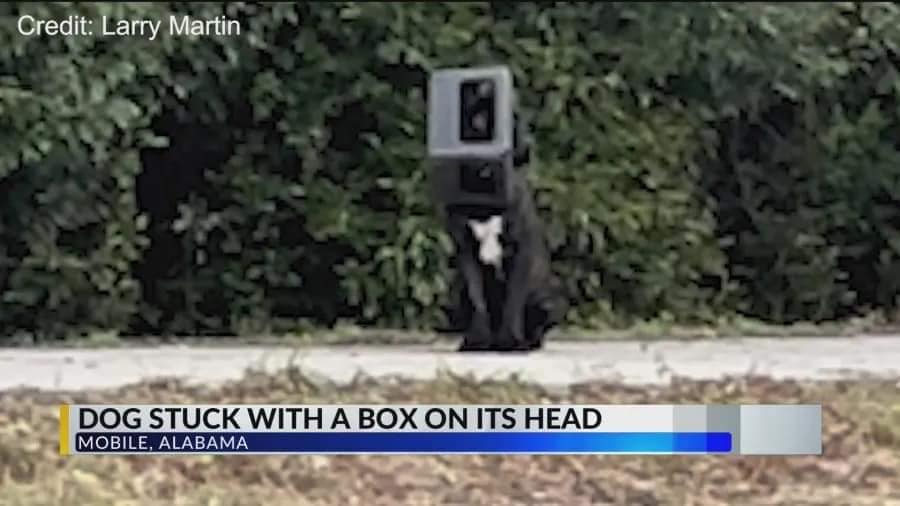 Rescuers Shocked To Find Alabama Dog Survived For A Year With Container Stuck On Head