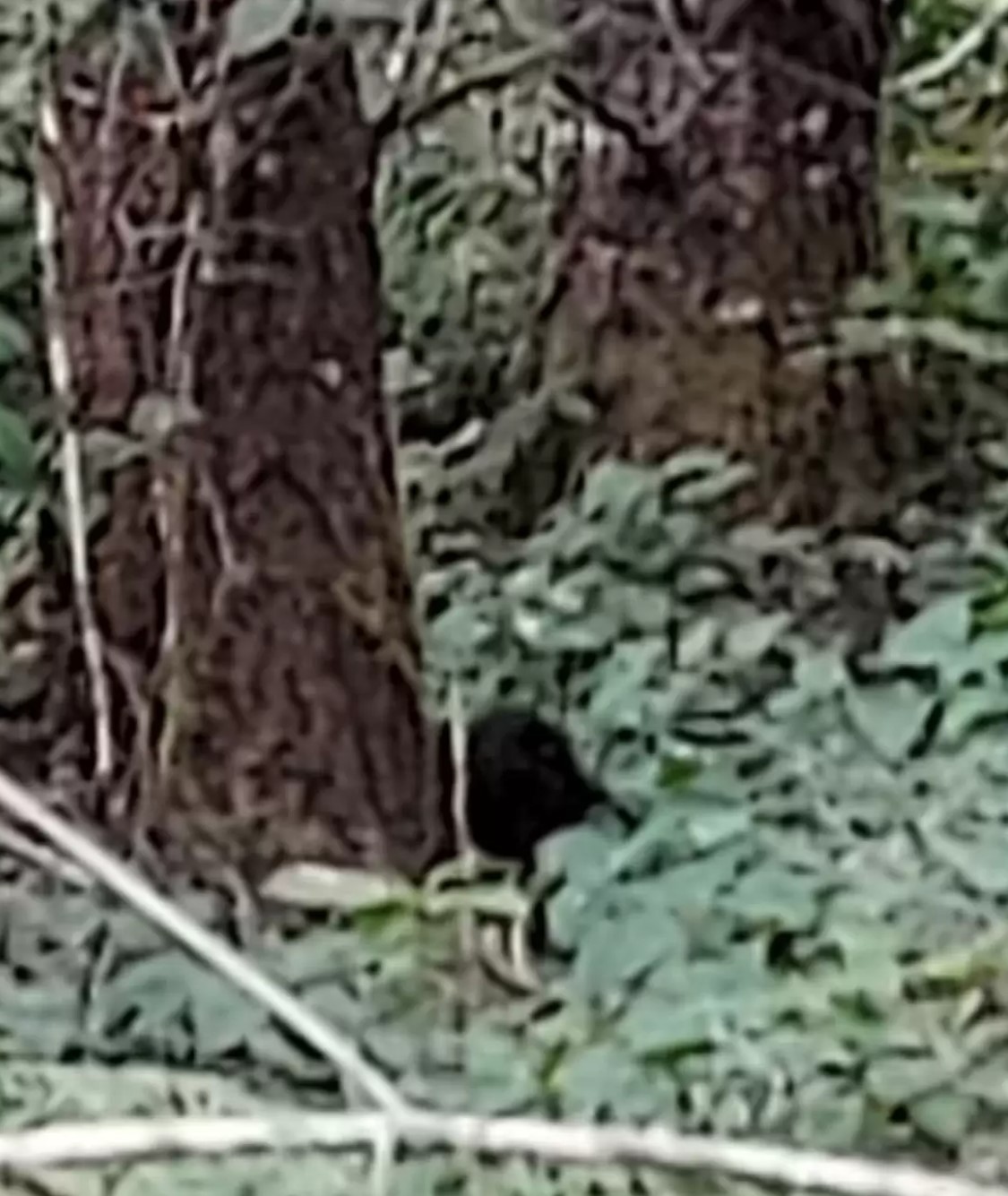 Washington Hiker Freezes After Hearing Mysterious Sounds Deep In The Forest