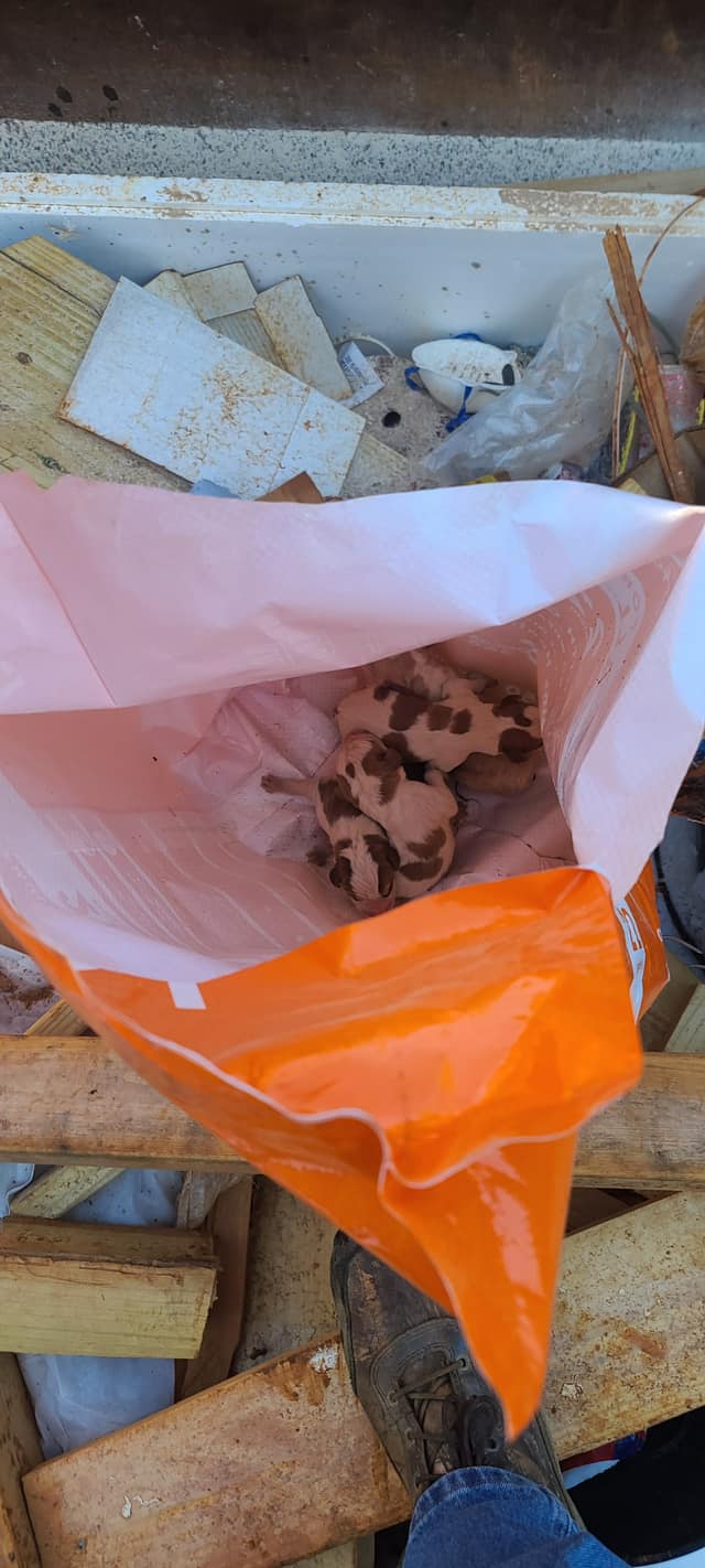 Construction Worker In Virginia Hears Faint Cries From Dumpster And Makes A Heartbreaking Discovery