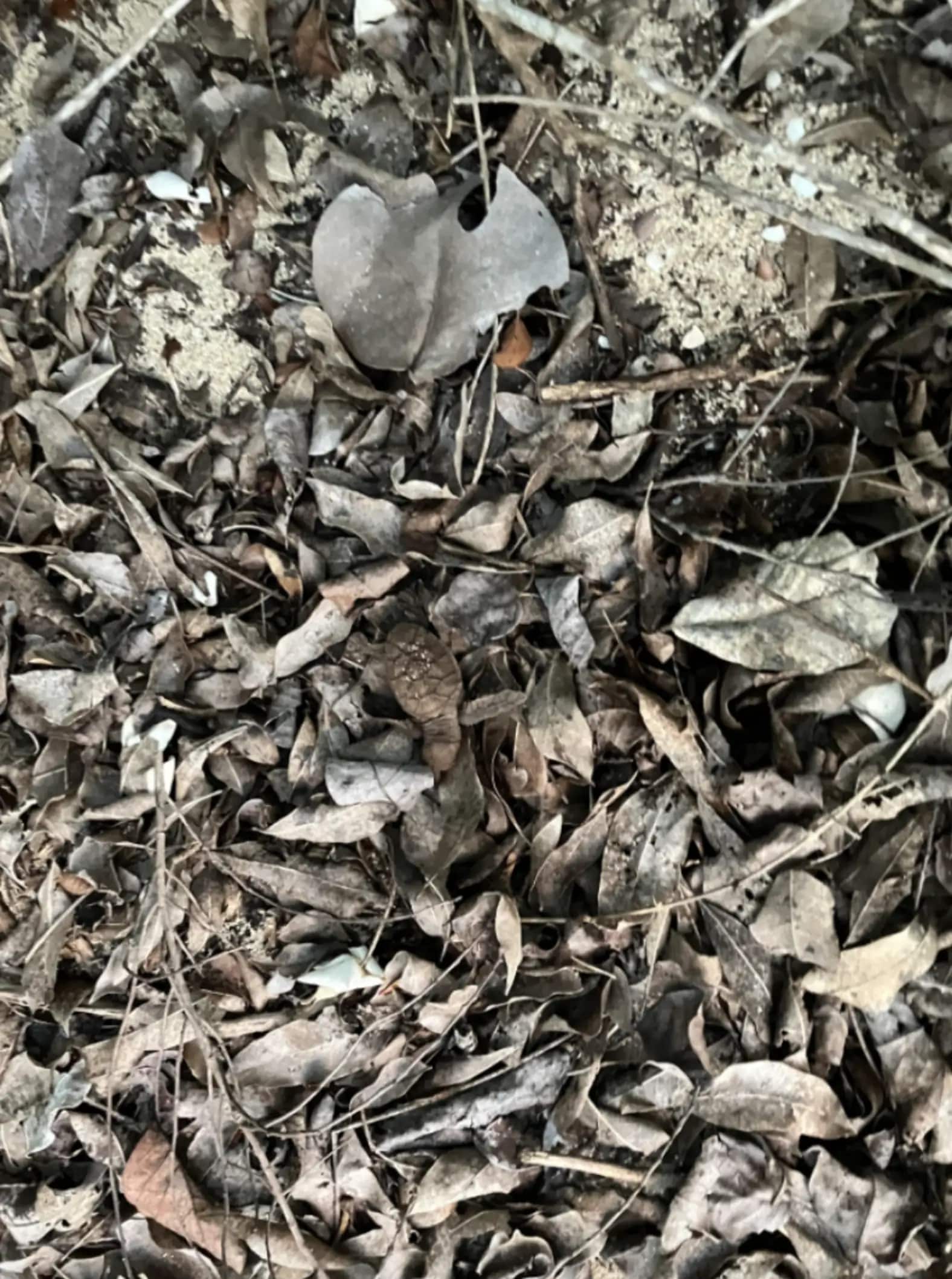 Man Was Doing Research In U.S. Virgin Islands When He Suddenly Spotted An Endangered Animal