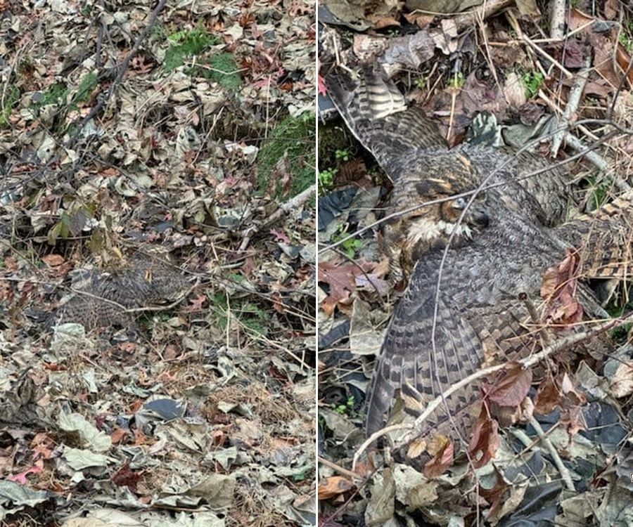 Pennsylvania Dog Leads Owner To Leaf Pile, Revealing A Wild Creature In Trouble