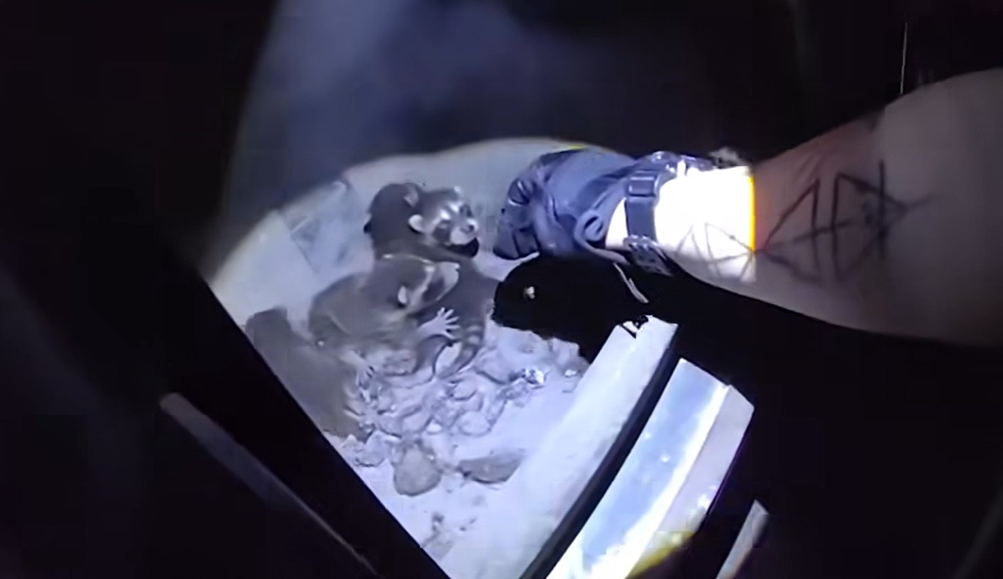 Colorado Family Discovers Unexpected Guests Nesting Inside Their Woodstove
