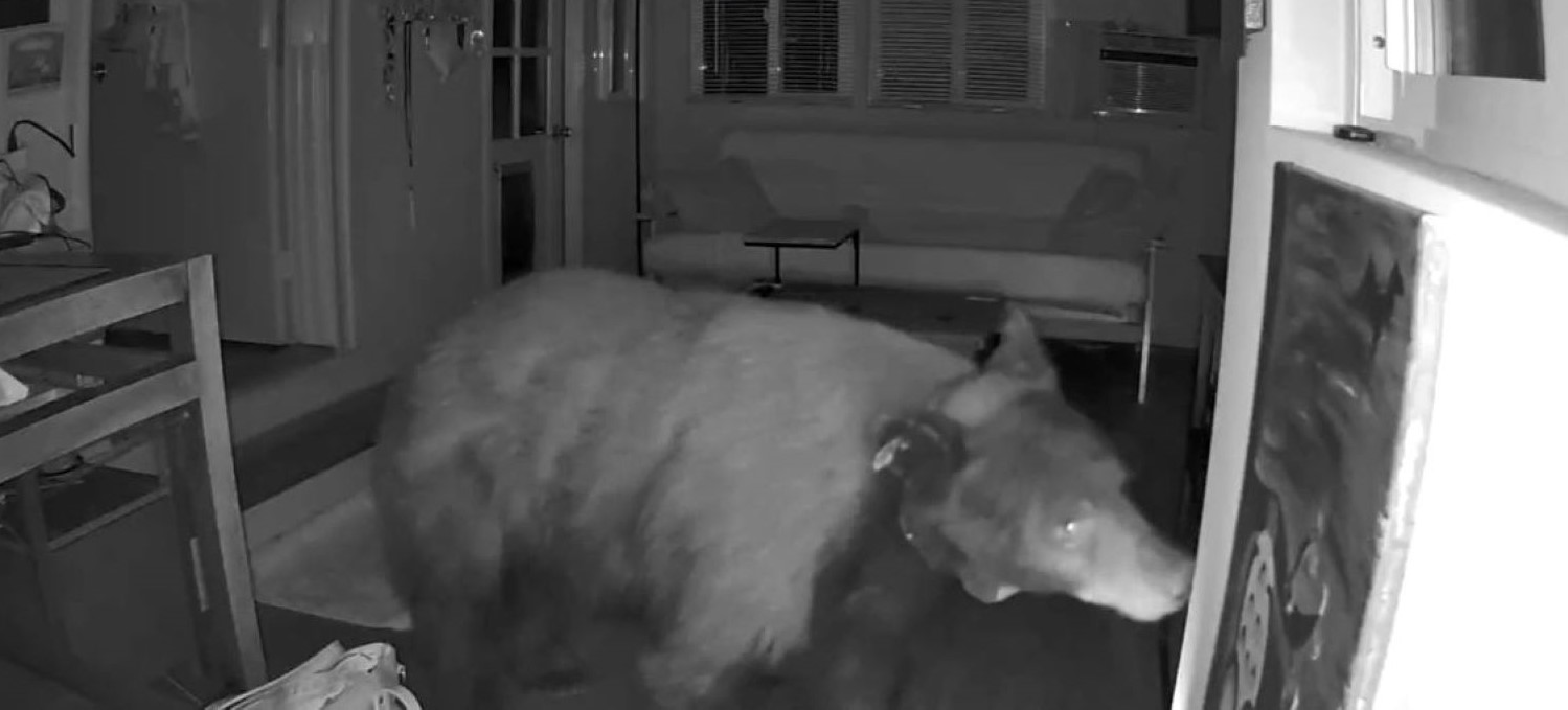 Woman Stunned As Bear Walks Into Her California Home Before Her Dog Does The Unthinkable