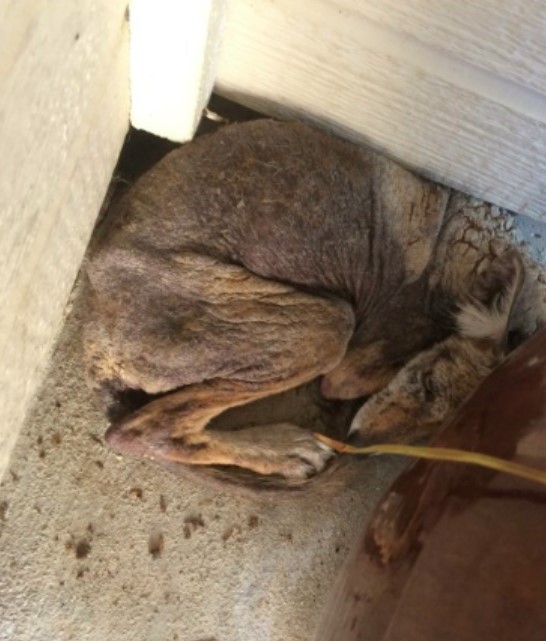 California Homeowner Finds A “Stray Dog” Beneath Porch, Uncovers A Wild Surprise Instead