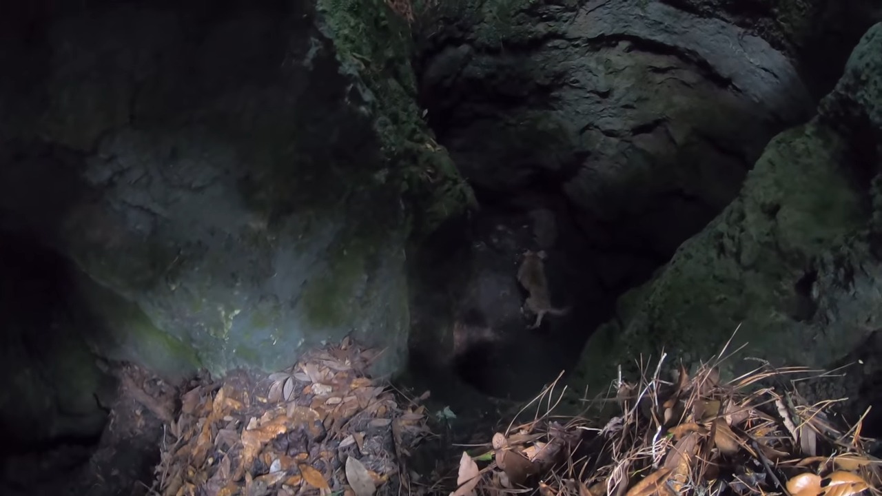 Florida Man Hears Unusual Howls From A Cave And Is Stunned By What He Finds Inside