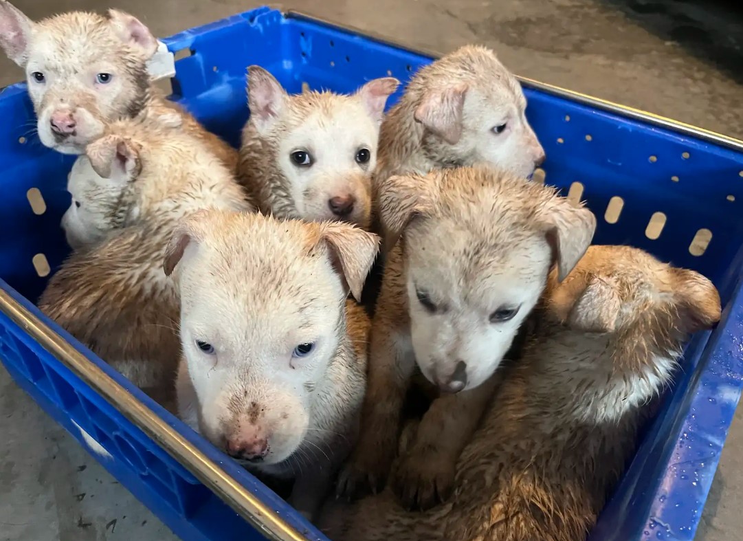 South Dakota Woman Finds A Mysterious Crate In A Trailer Park And Uncovers Shocking Surprises Inside