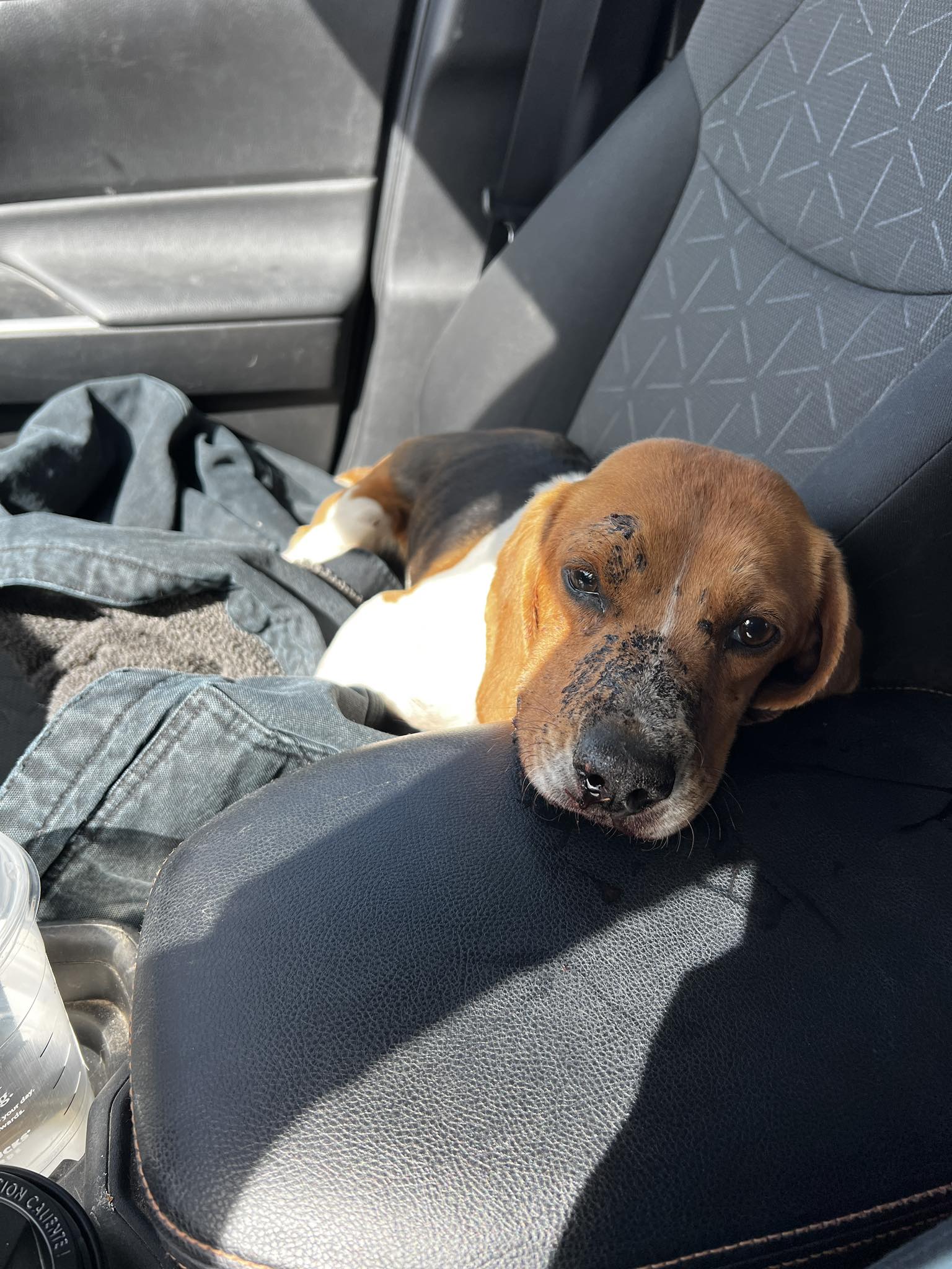 Nebraska Woman Pulls Over For Injured Beagle With A Story That Shocks Everyone