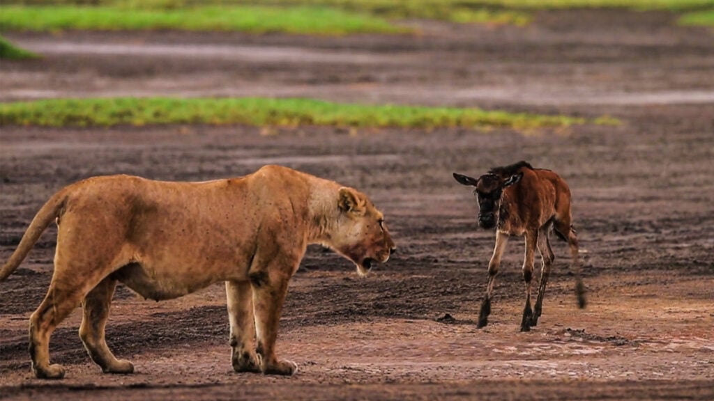 Brave Baby Wildebeest Stands Up To Lioness