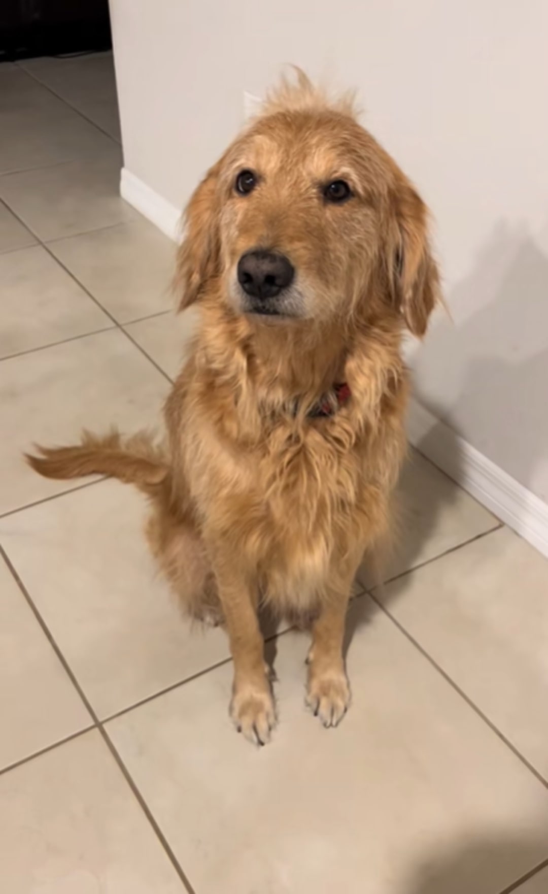 Florida Dog Wakes When The Pantry Door Opens, His Appearance Leaves Internet In Stitches