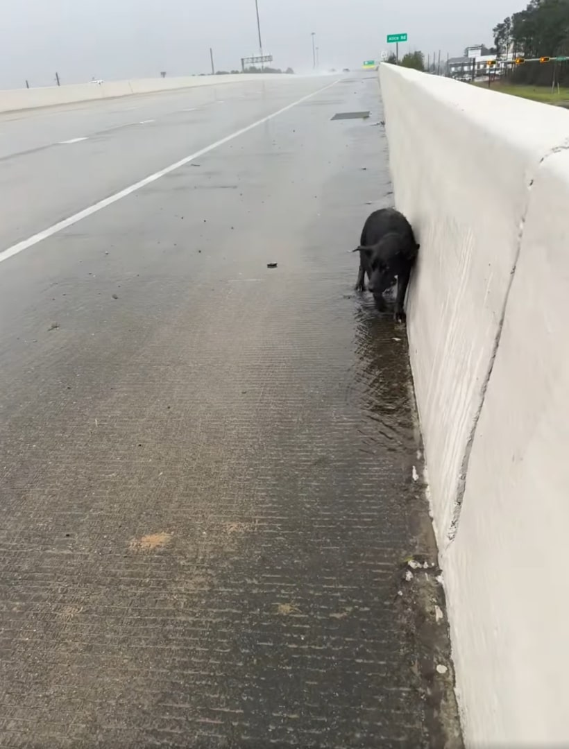 Woman Sees Something Move On A Stormy Texas Highway And Finds A Life Waiting To Be Saved