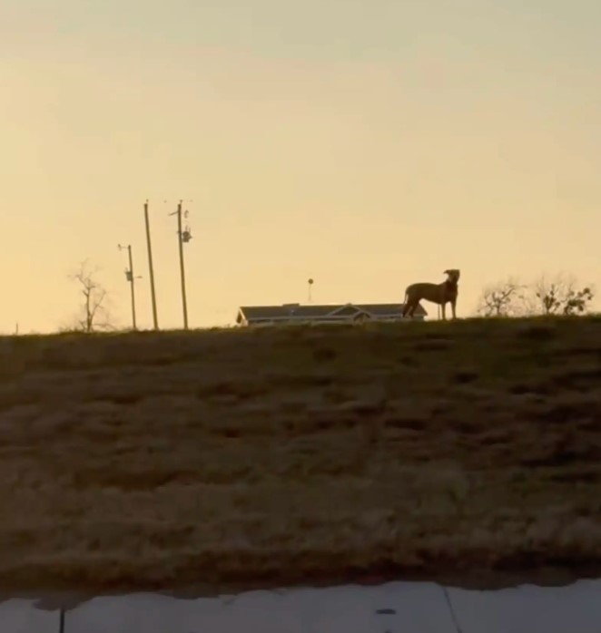 Driver Sees A Pup Stranded On Texas Highway Median And Slams On The Brakes
