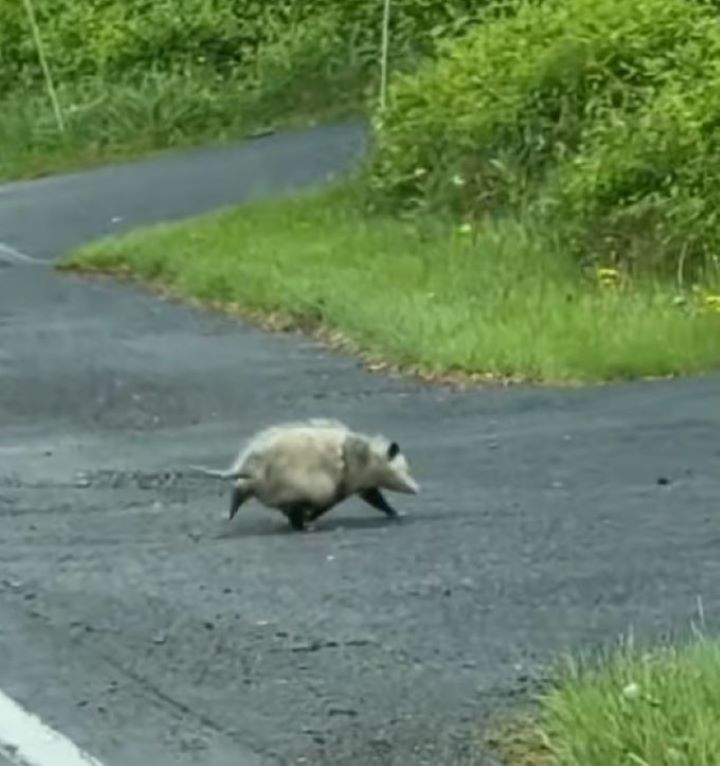 Pennsylvania Driver Notices An Unexpected Figure Hunched On A Rain-Soaked Road And Steps Out To Look