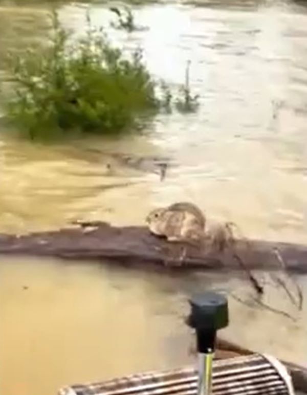 Tiny Creature Clings To Floating Log In Kentucky Floods Until Help Arrives