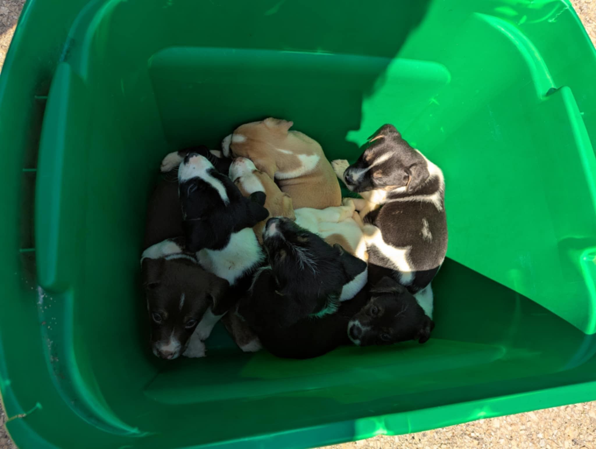Family Stunned To Find 7 Puppies Abandoned In A Ditch Along A Busy Kansas Highway