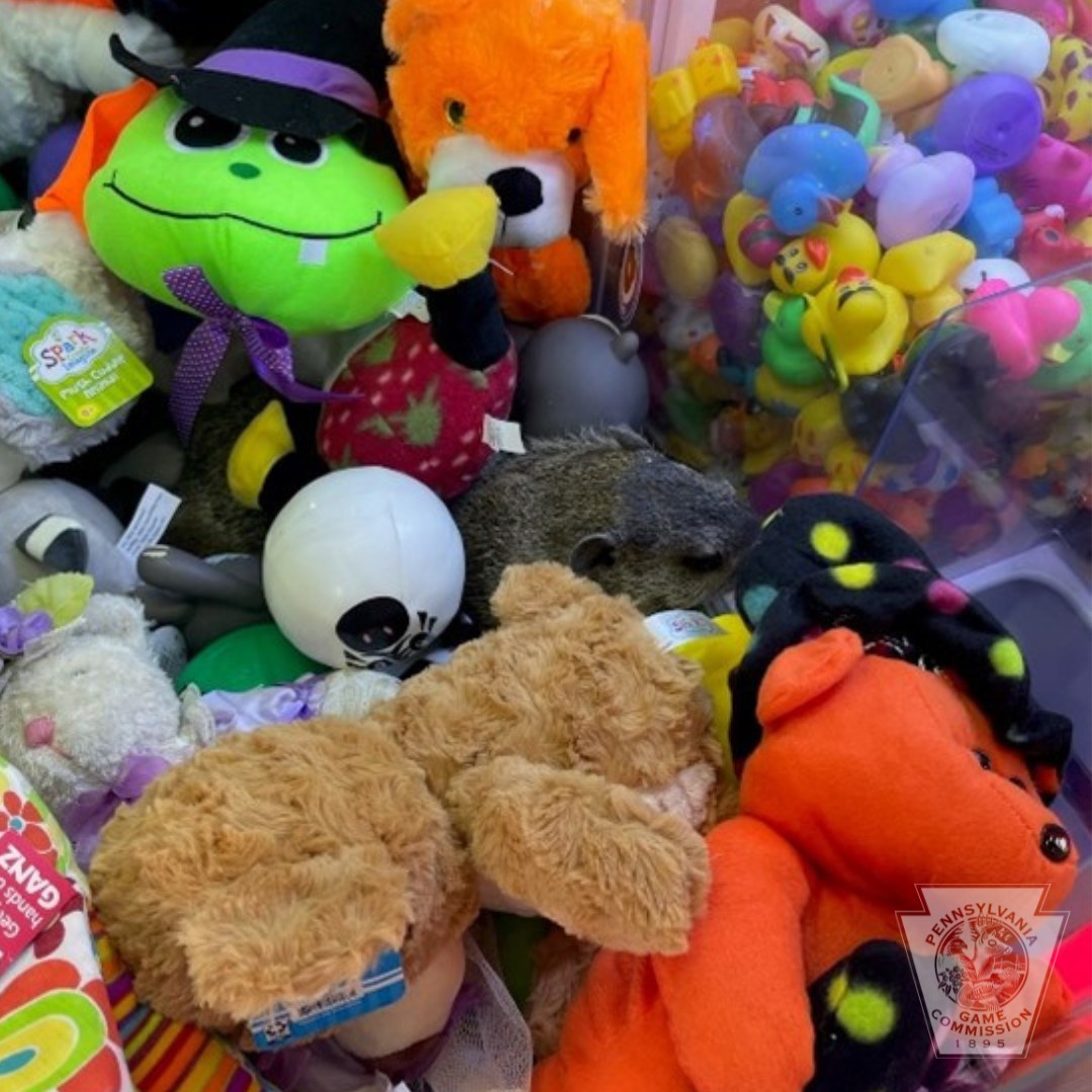 A Child’s Arcade Game In Pennsylvania Turns Into A Wildlife Rescue