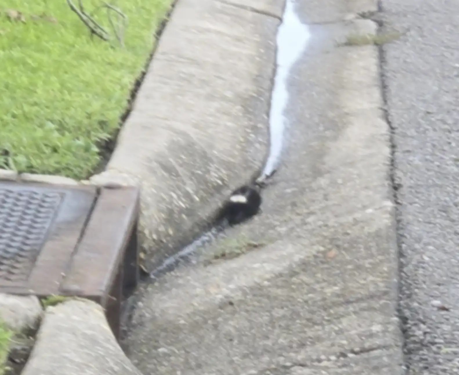 Curious Louisiana Boy Spots Something Small And Furry, Then Realizes It Needs Urgent Help