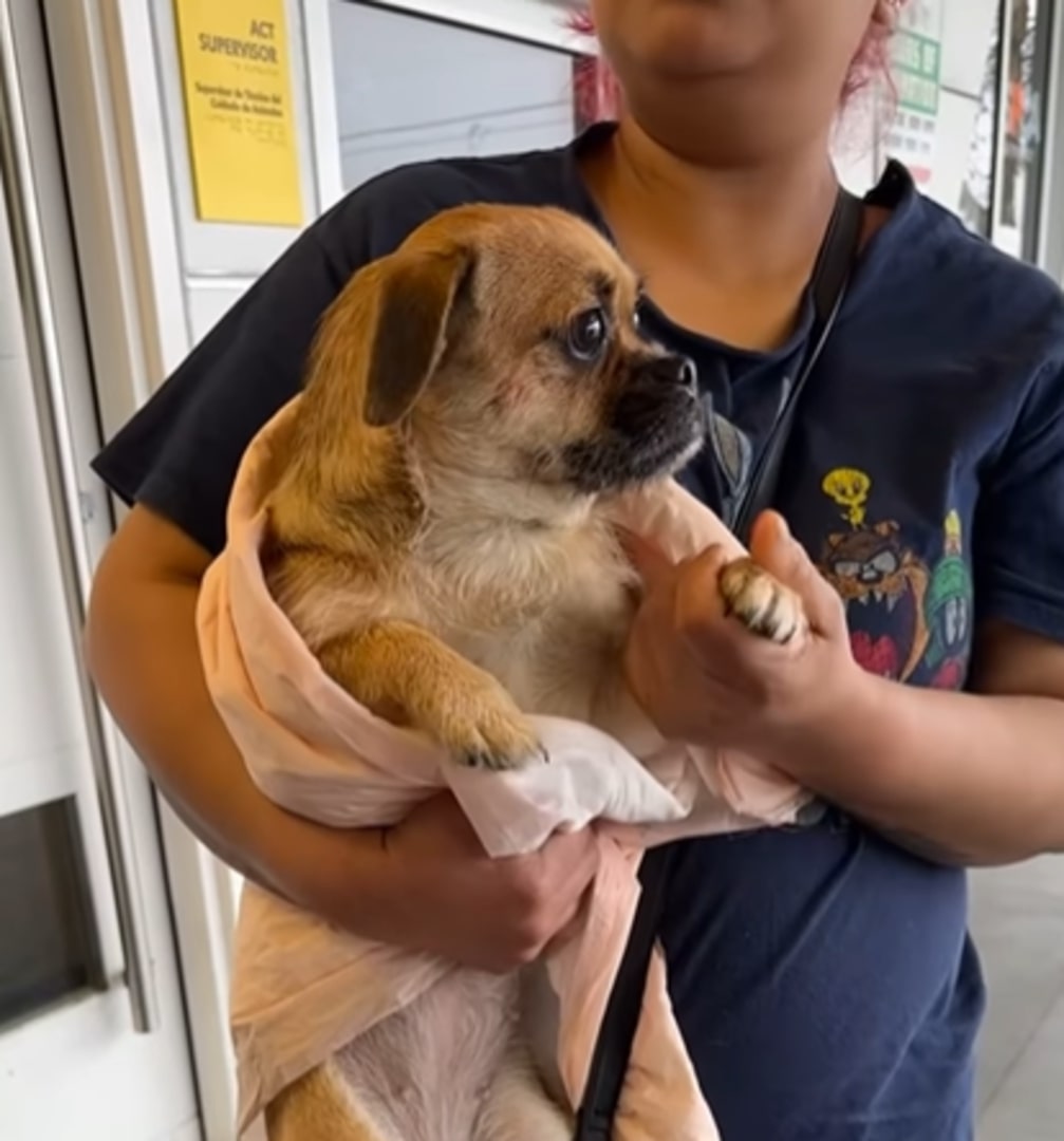 California Pup Realizes She’s Being Left Behind And Her Eyes Say Everything