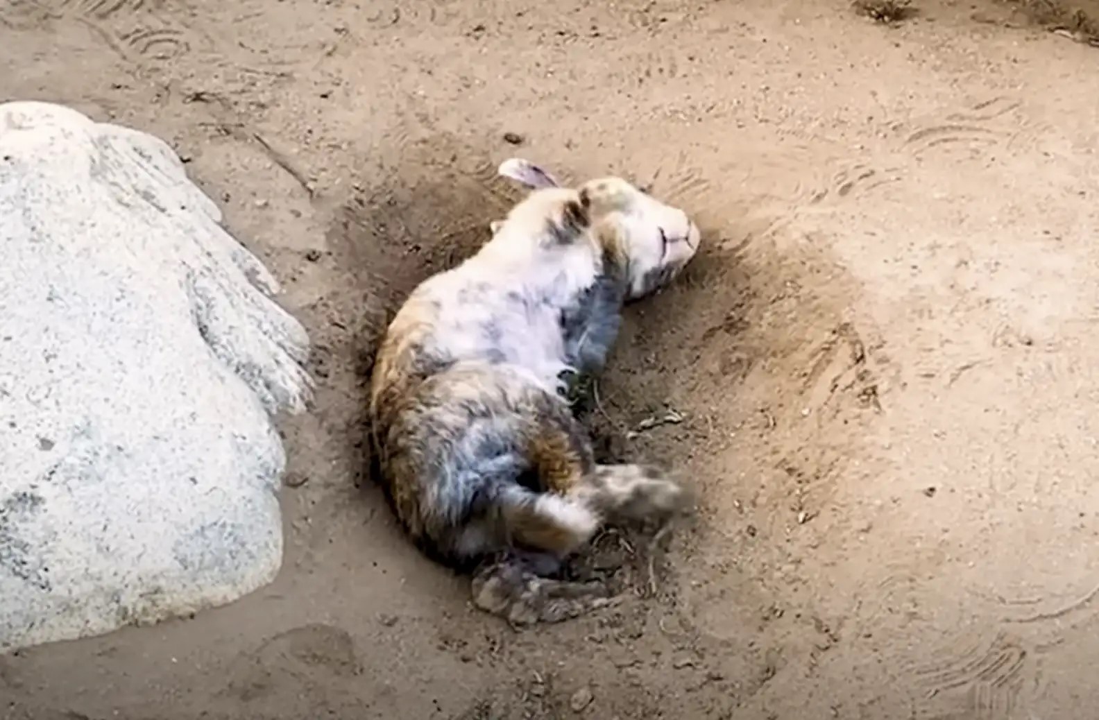 California Woman Finds A Forgotten Pet, But The Real Shock Comes Days Later