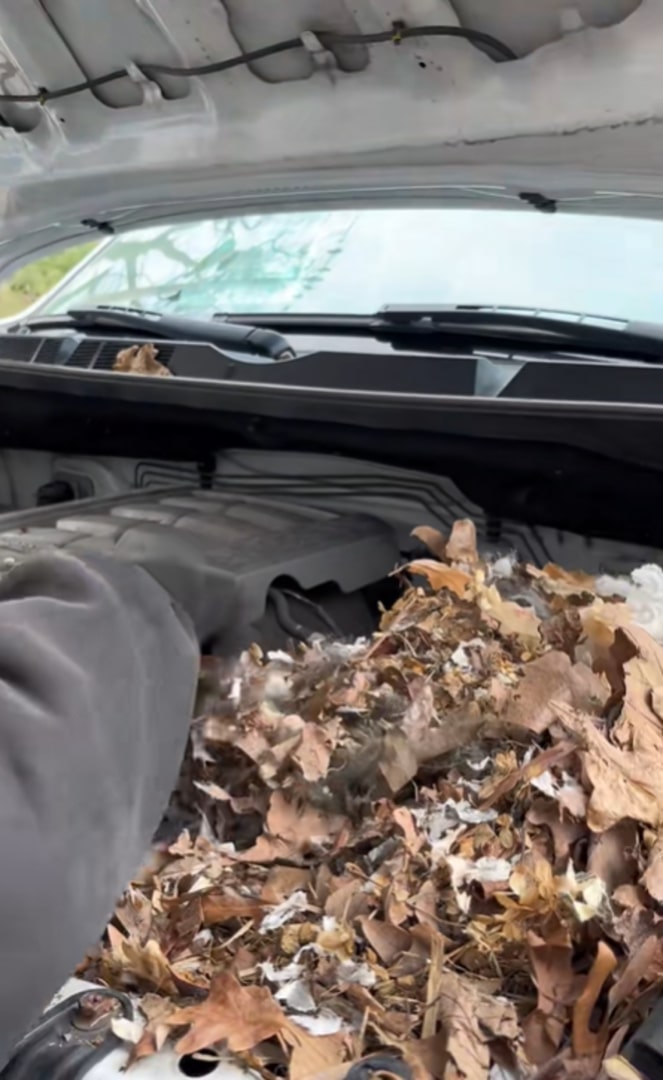 New York Man Opens Car Hood And Finds Six Tiny Lives Waiting For Help