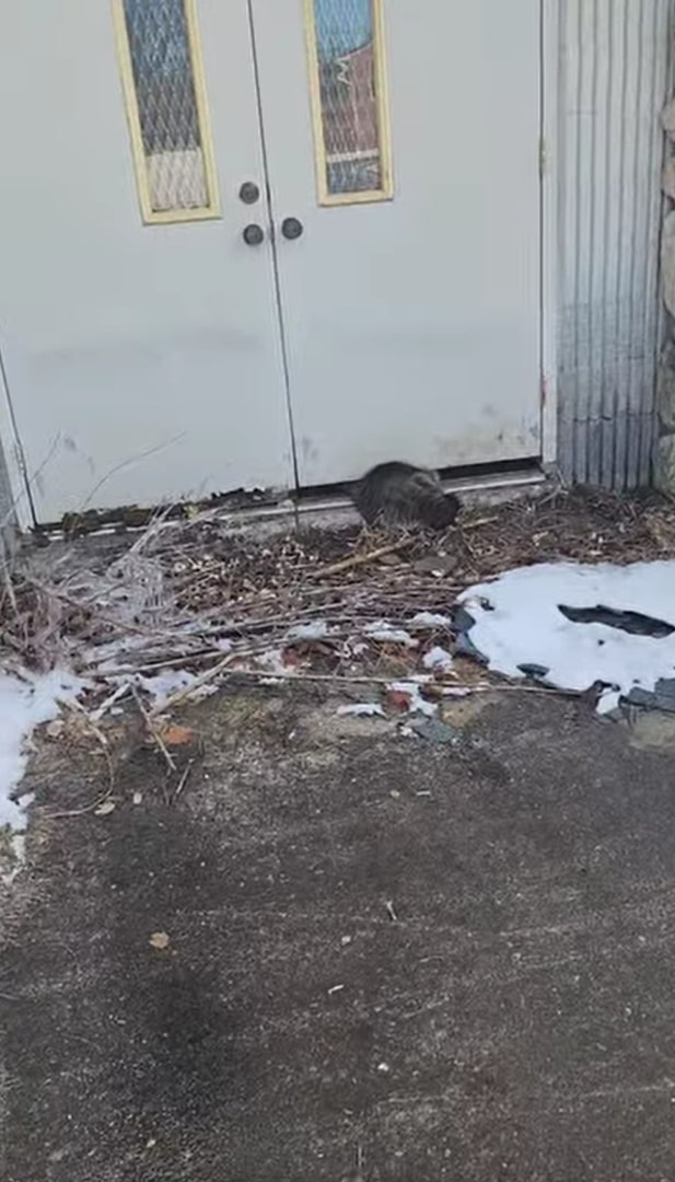 New York Pastor Finds Furry Visitor Trapped Beneath Church Door And Calls For Help