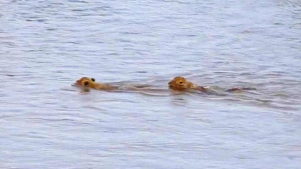 Lion Cubs Cross Croc Waters To Reach Mom