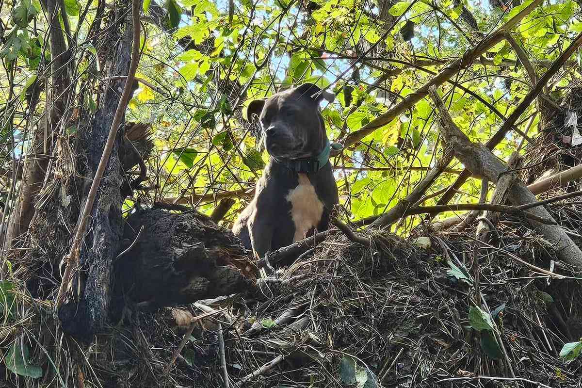 Tennessee Dog Stranded 20 Feet Up in Tree After Flooding Is Rescued and Reunited with Owners