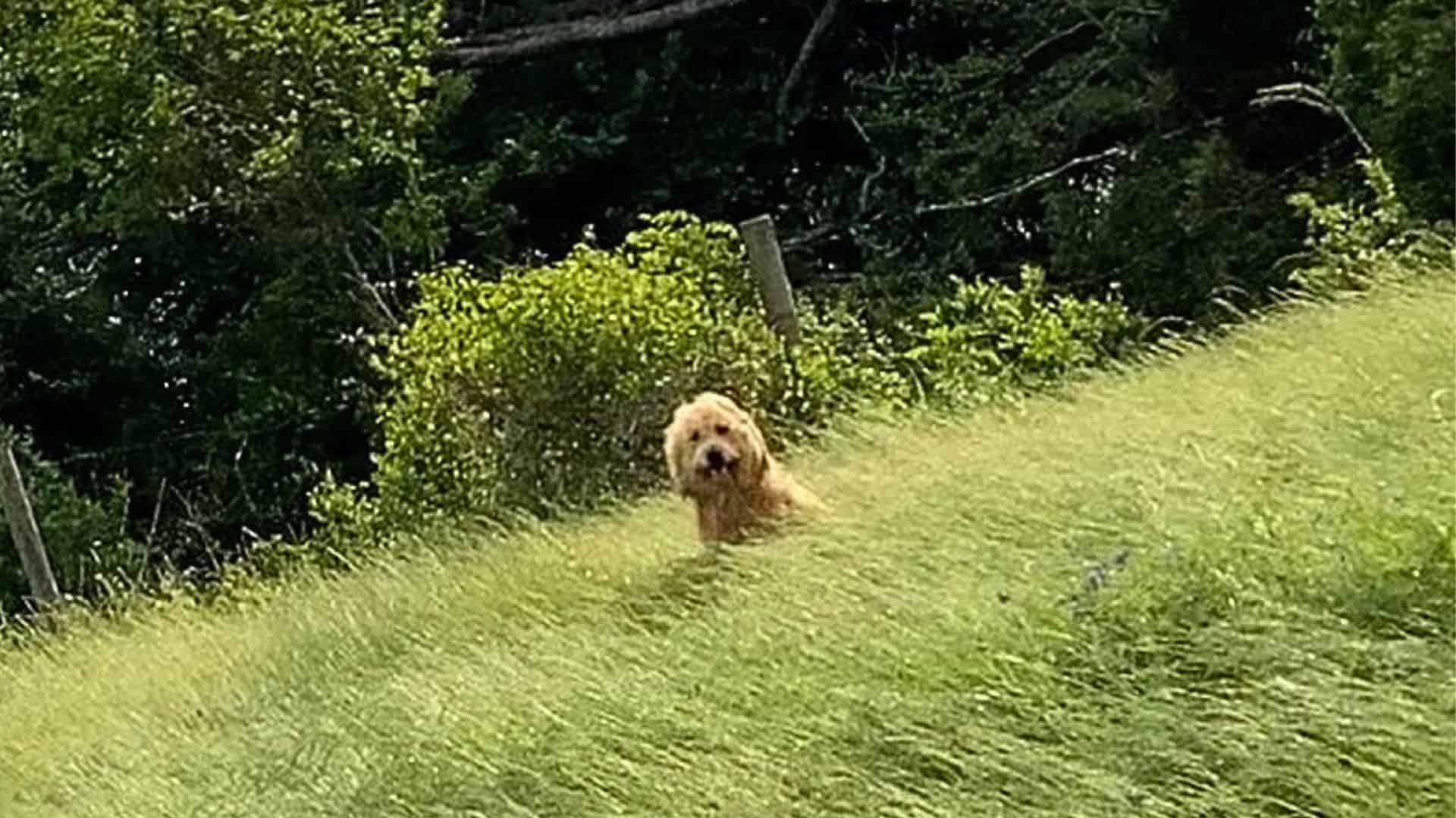 These 2 Sisters Were Just Traveling When They Saw A Dog Near The Road Asking For Help