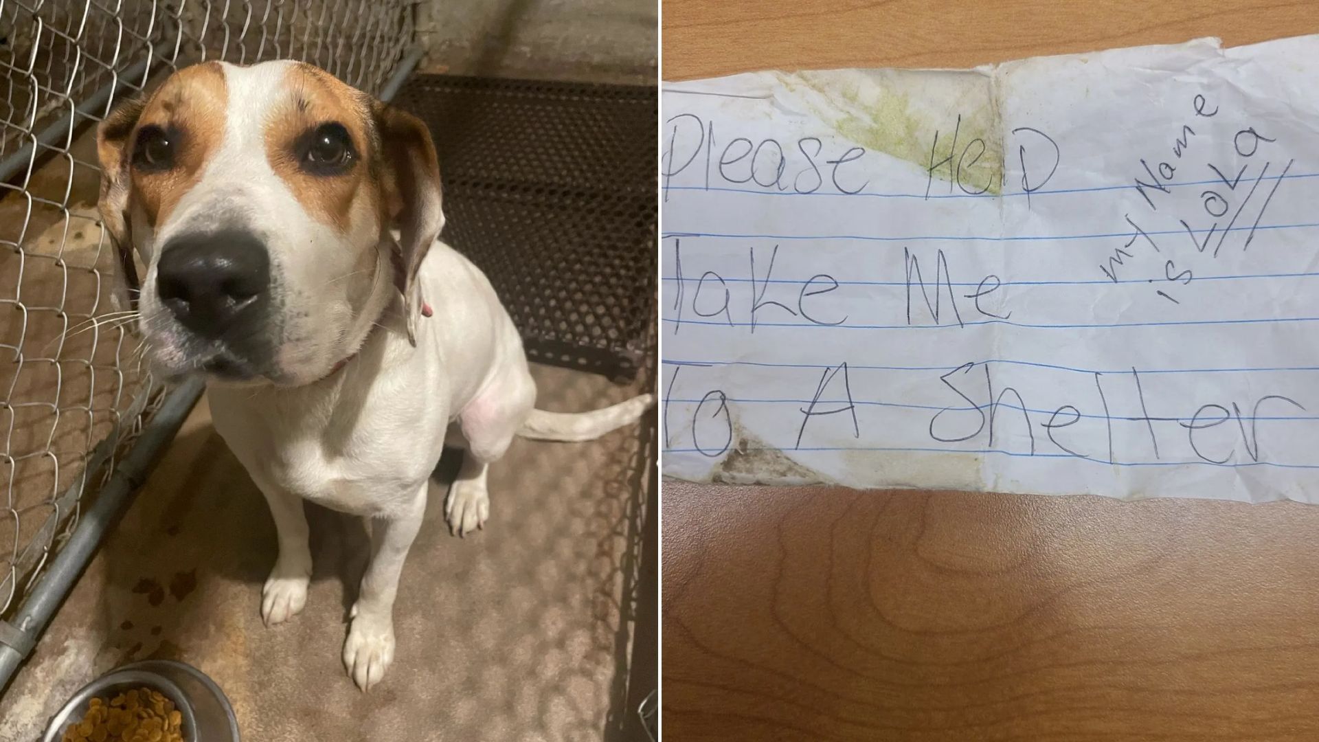 Police Officer Was Shocked To Find Abandoned Dog And Then Realized She Had A Note On Her Collar