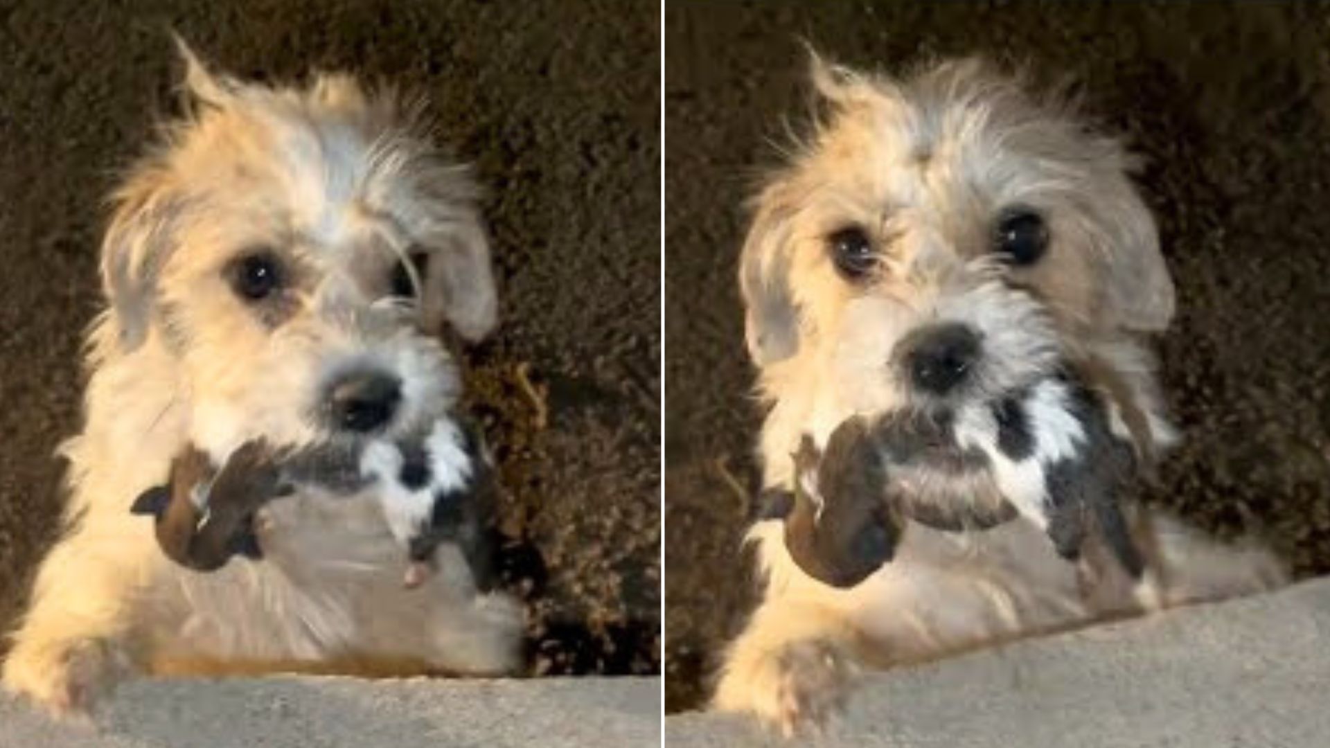 This Mama Dog Held Her Baby In The Mouth And Begged Other People To Help Her