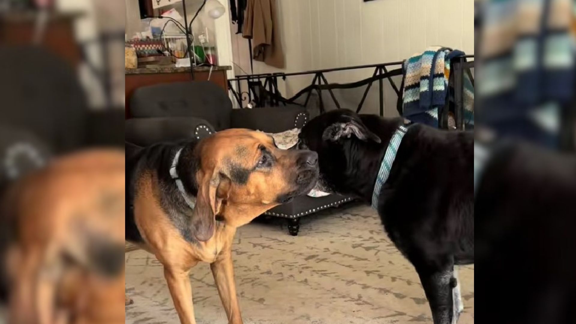 Doggo Knows His Old Sister Is Deaf, So He Barks On Her Ear To Hear Him